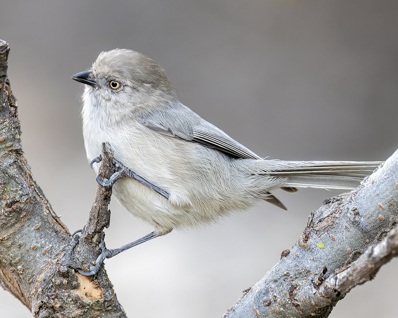Struikmees (Psaltriparus minimus)