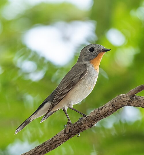 Taigavliegenvanger (Ficedula albicilla)