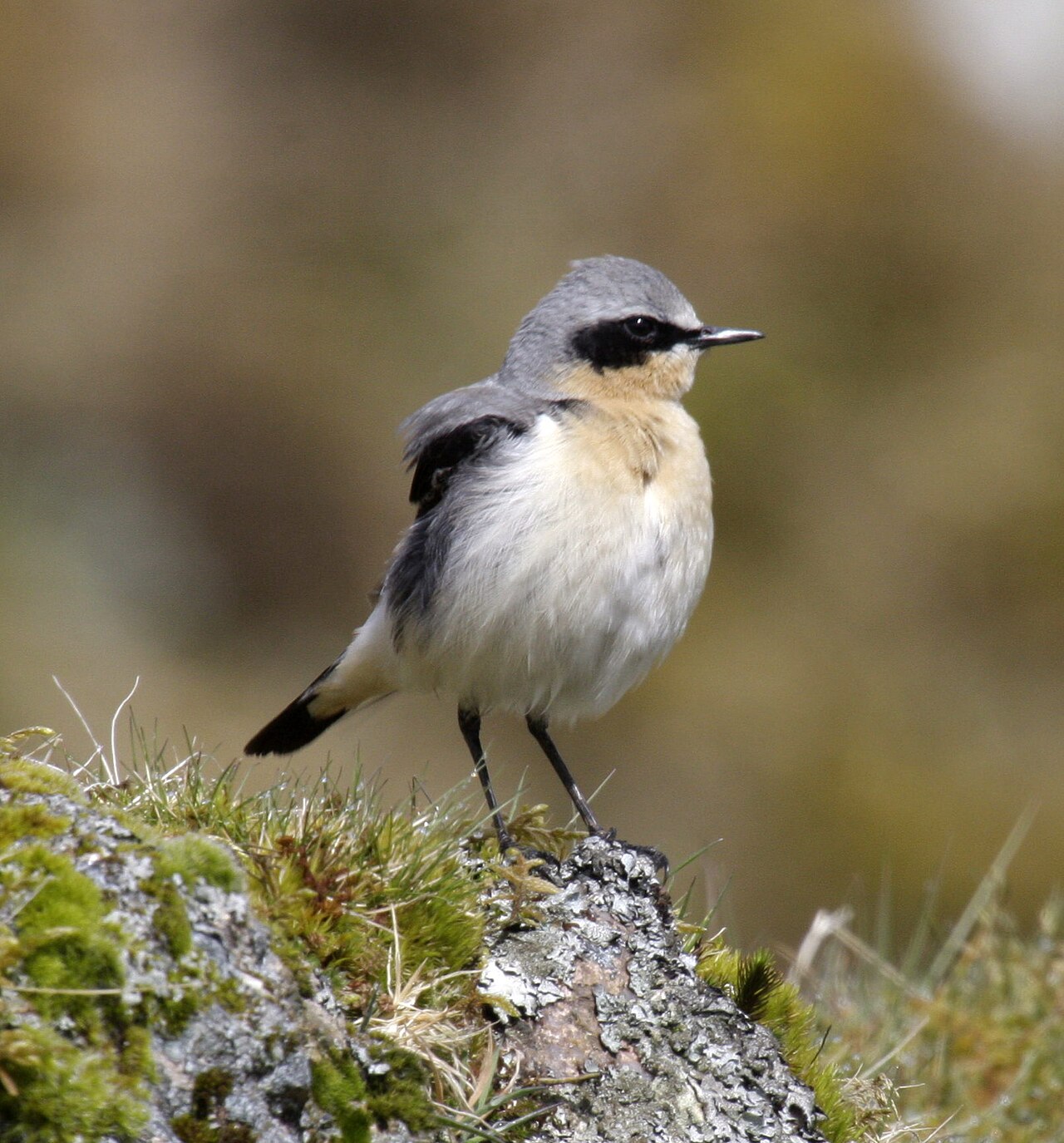 Tapuit (Oenanthe oenanthe)
