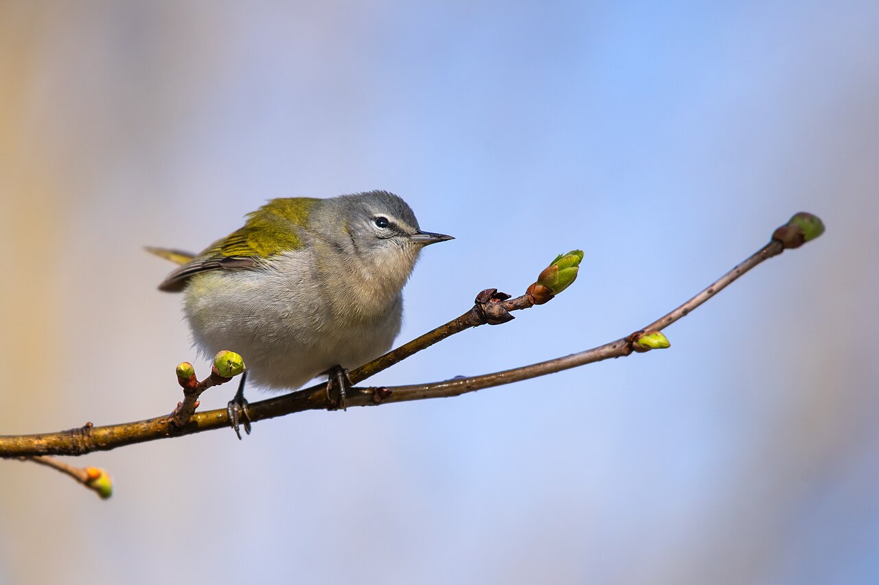 Tennesseezanger (Leiothlypis peregrina)