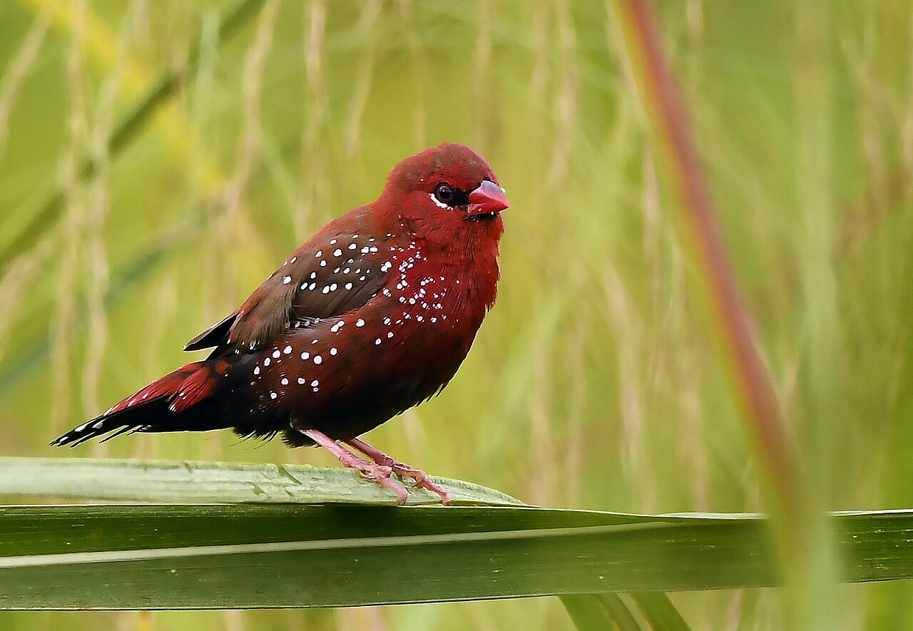 Bengalí rojo (Amandava amandava)