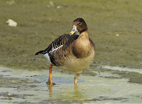 Toendrarietgans (Anser serrirostris)