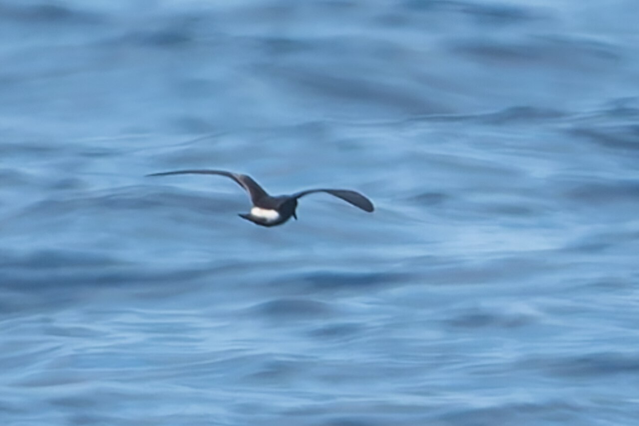 Townsends stormvogeltje (Hydrobates socorroensis)