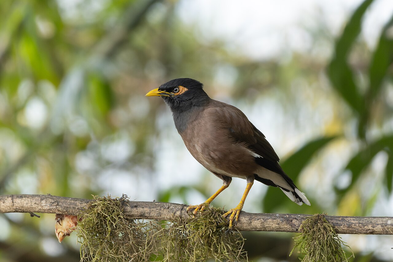 Miná común (Acridotheres tristis)