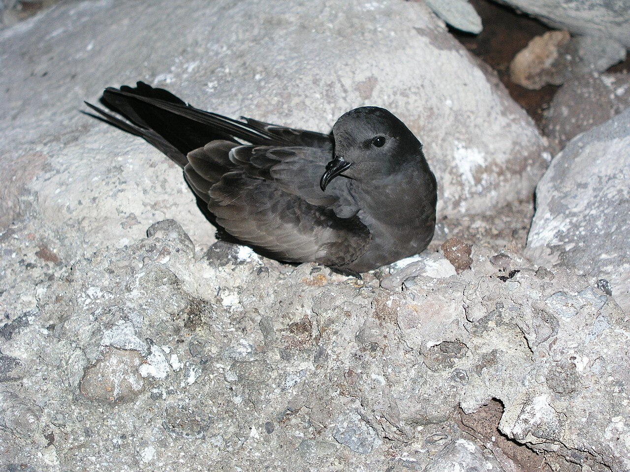 Tristram's Storm-Petrel (Hydrobates tristrami)
