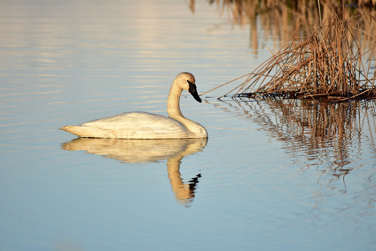 Trumpeter Swan (Cygnus buccinator)