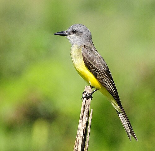 Tropische koningstiran (Tyrannus melancholicus)