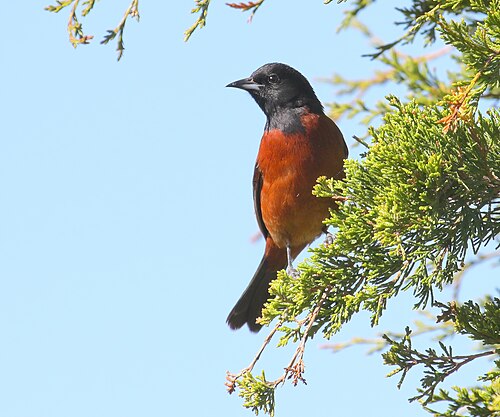 Tuintroepiaal (Icterus spurius)
