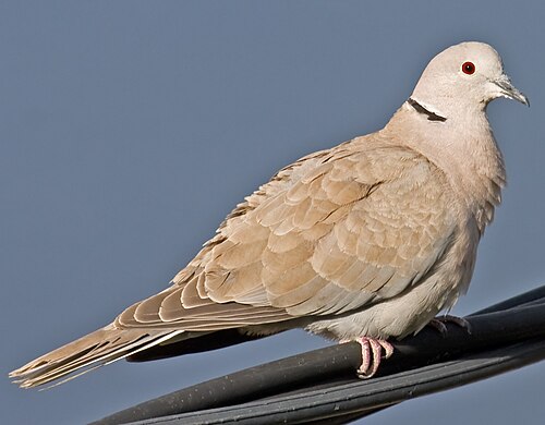 Turkse Tortel (Streptopelia decaocto)