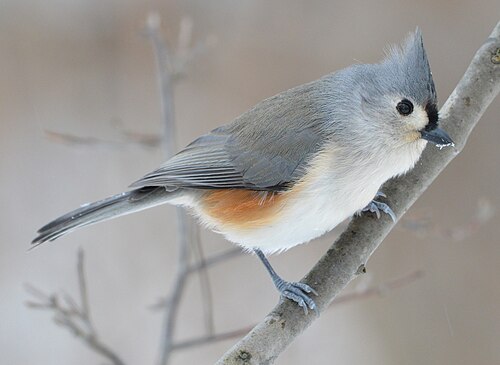 Tweekleurige Mees (Baeolophus bicolor)