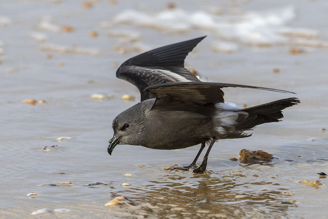 Leach's Storm-Petrel (Hydrobates leucorhous)