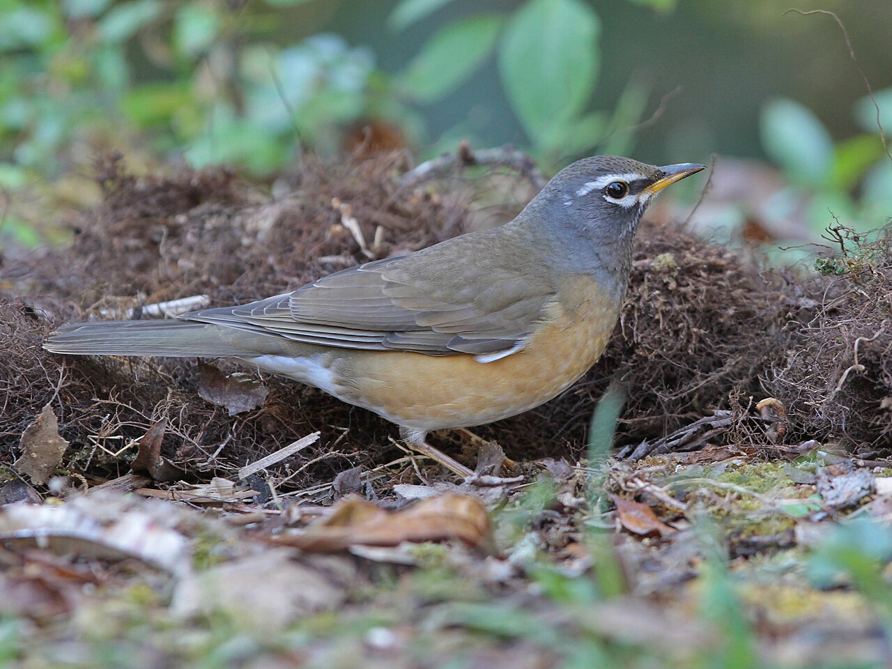 Eyebrowed Thrush (Turdus obscurus)