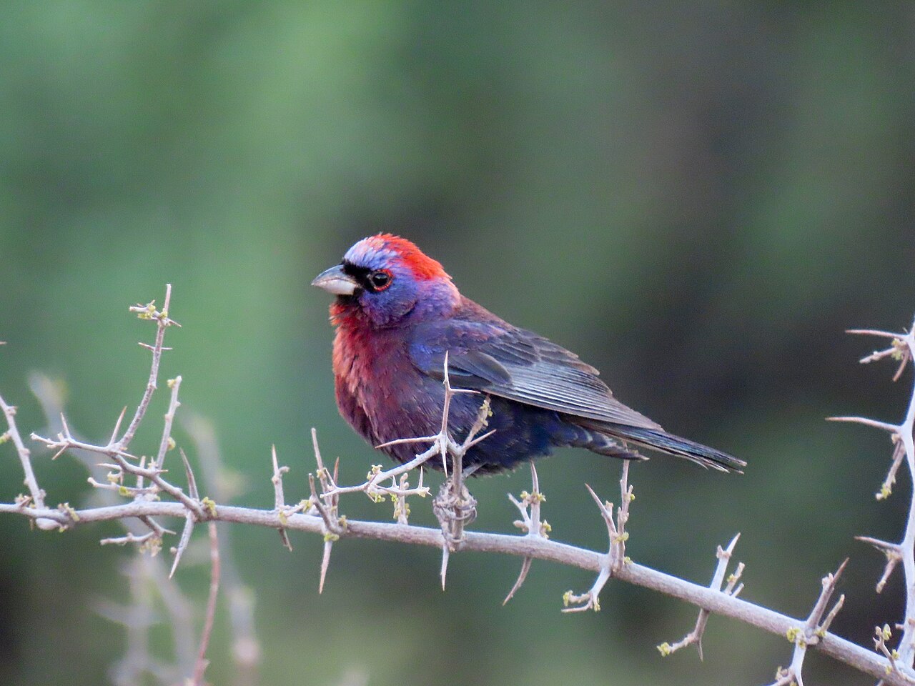 Veelkleurengors (Passerina versicolor)