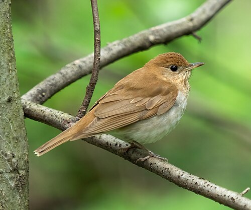 Veery (Catharus fuscescens)