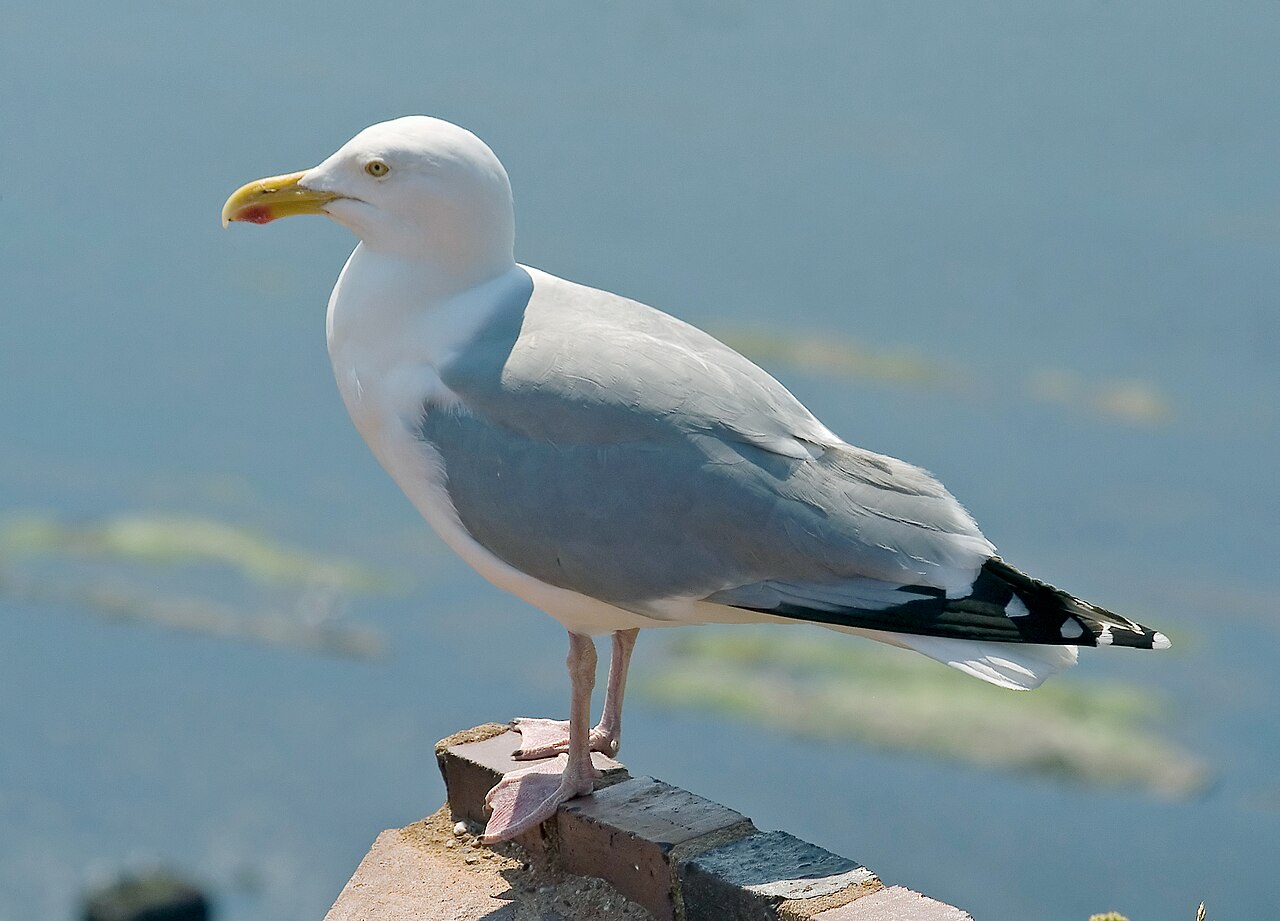 Vegameeuw (Larus vegae)