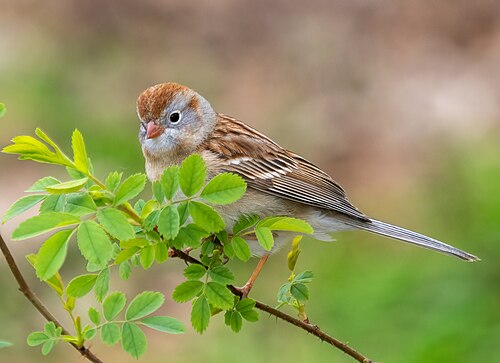 Veldgors (Spizella pusilla)