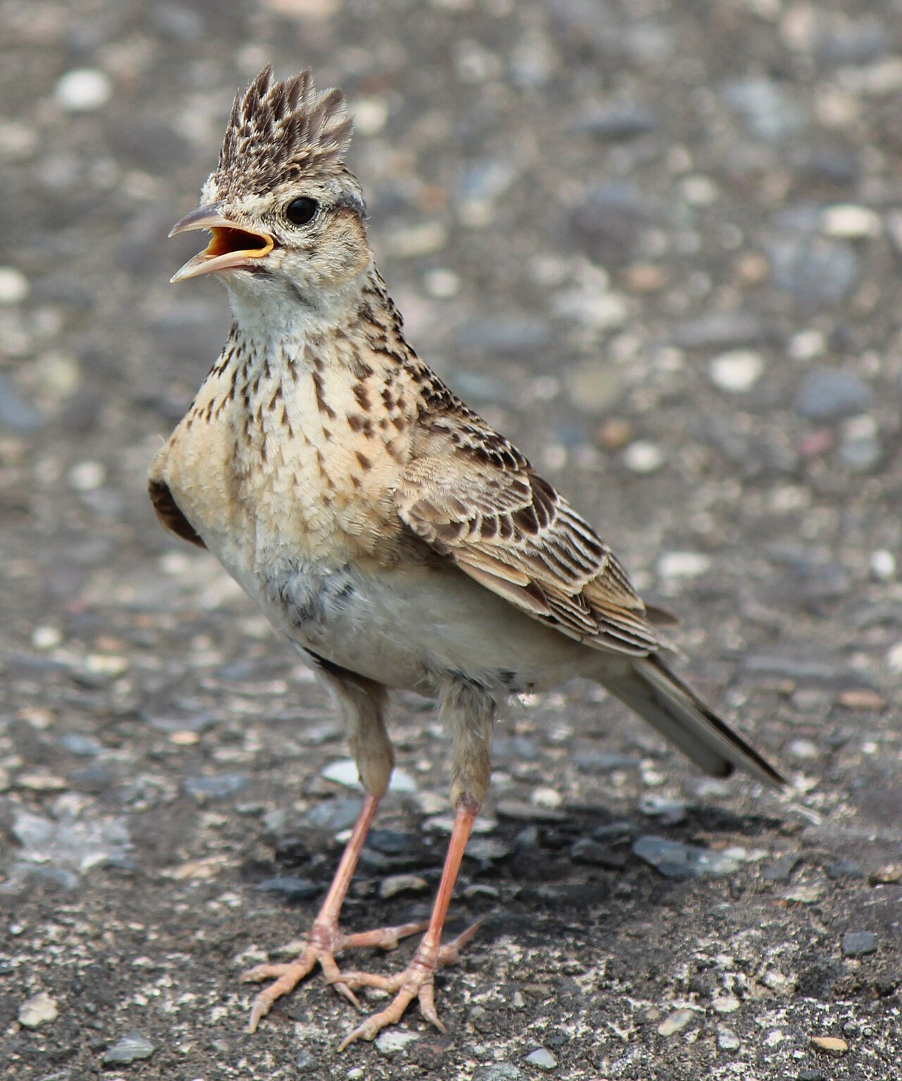 Veldleeuwerik (Alauda arvensis)