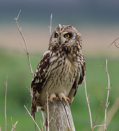 Velduil (Asio flammeus)