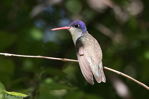 Violetkruinkolibrie (Ramosomyia violiceps)