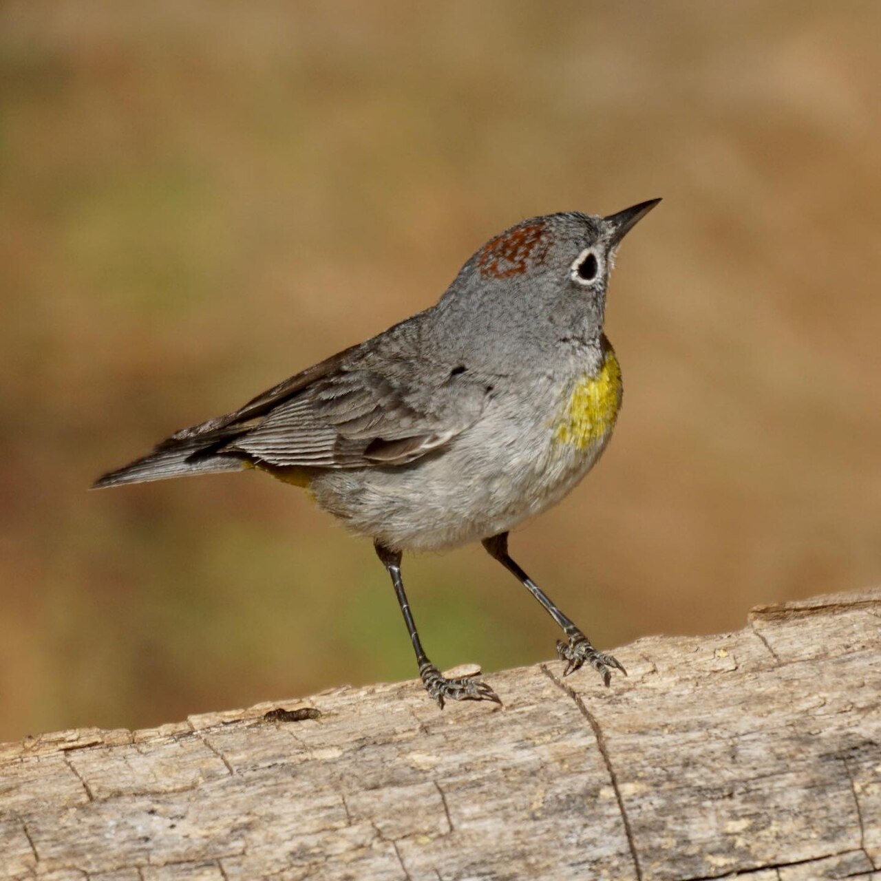 Reinita de Virginia (Leiothlypis virginiae)