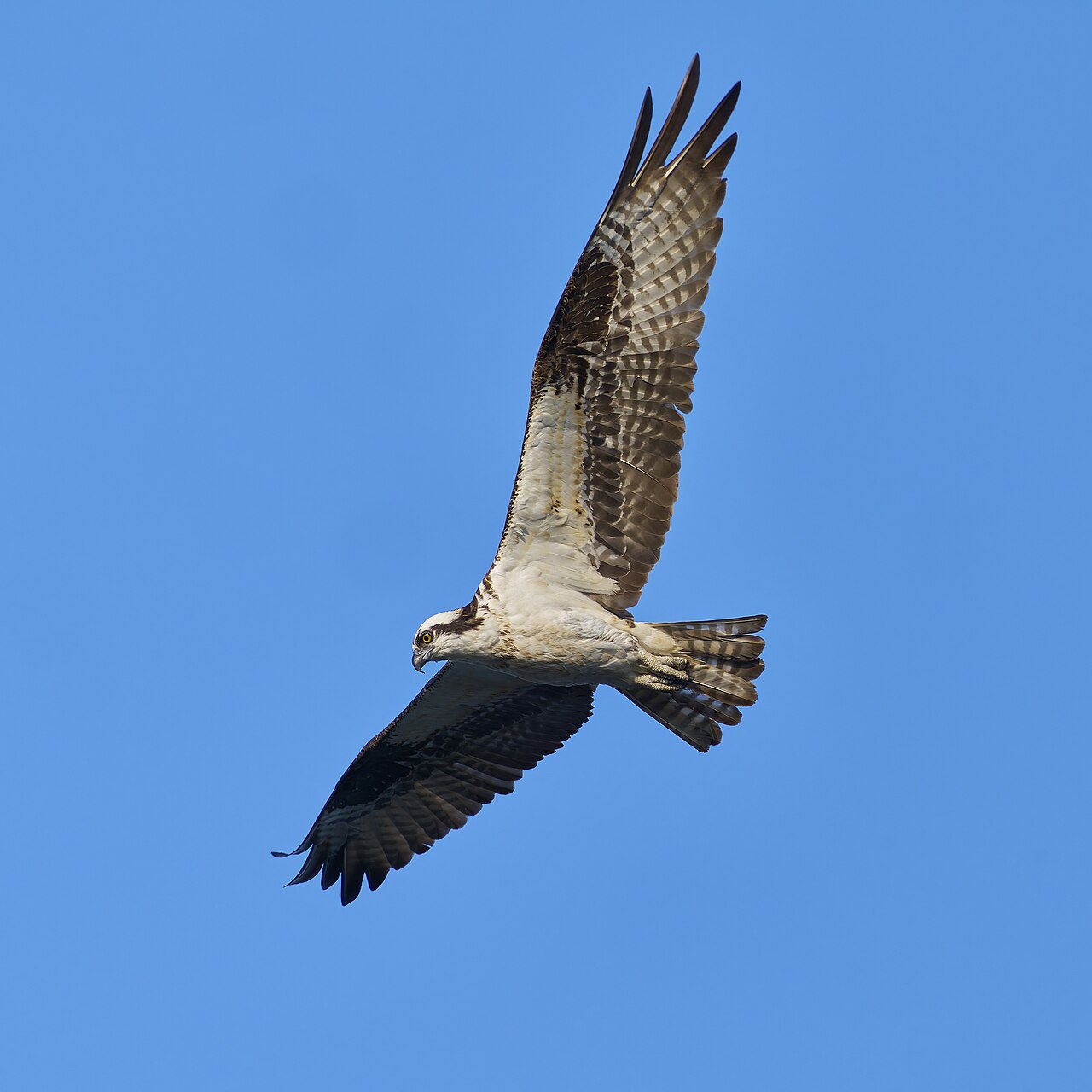 Águila pescadora (Pandion haliaetus)