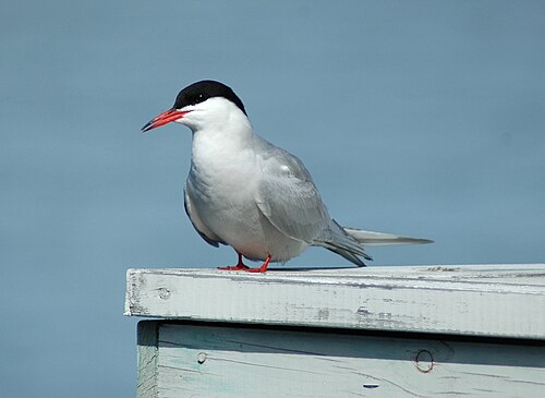 Visdief (Sterna hirundo)
