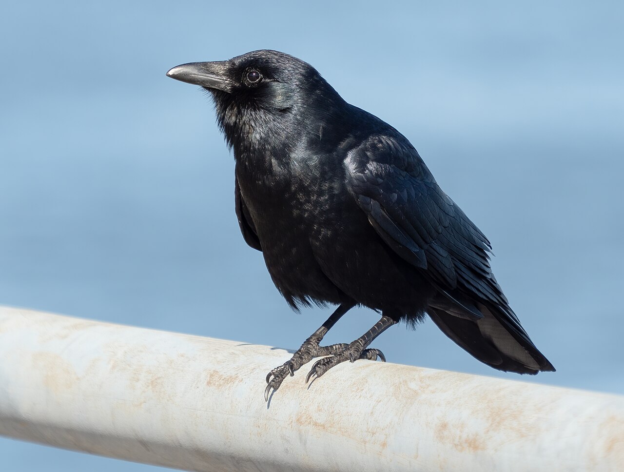 Viskraai (Corvus ossifragus)