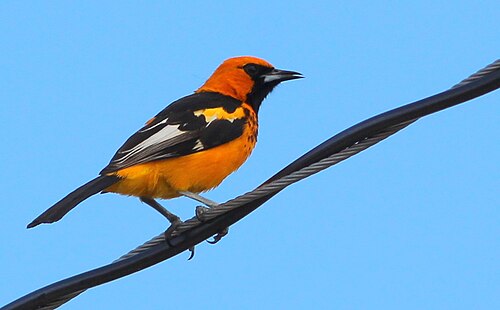 Vlekborsttroepiaal (Icterus pectoralis)