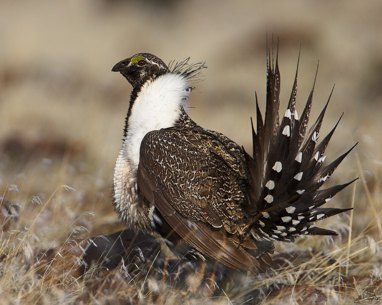 Gallo de las Artemisas Grande (Centrocercus urophasianus)