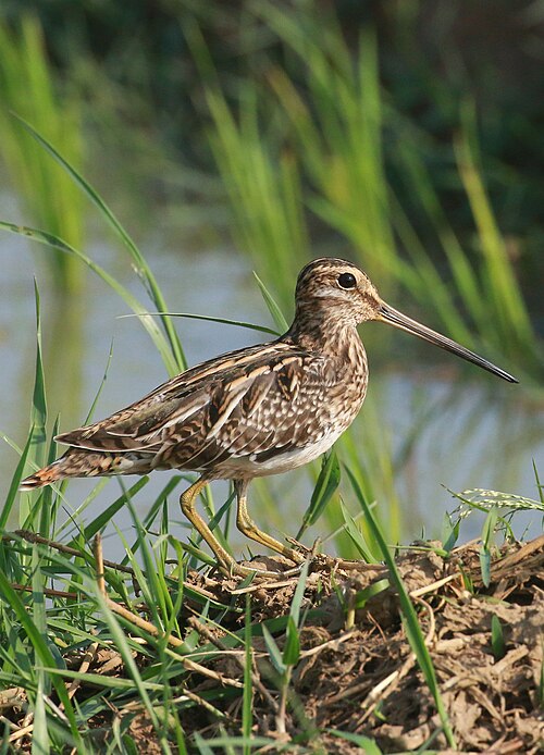 Watersnip (Gallinago gallinago)