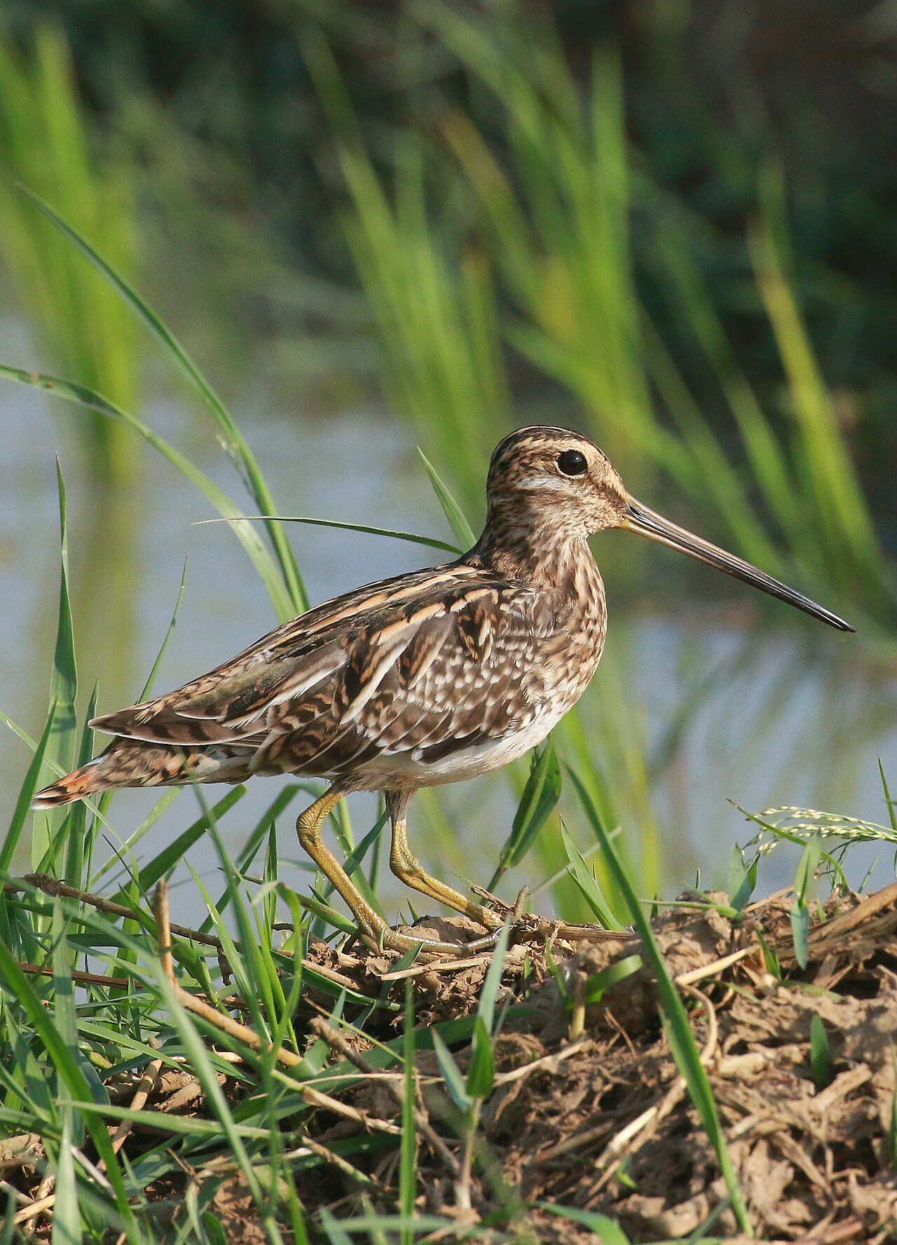 Watersnip (Gallinago gallinago)