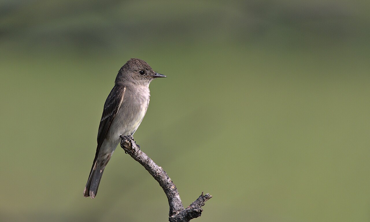Western Wood-Pewee (Contopus sordidulus)
