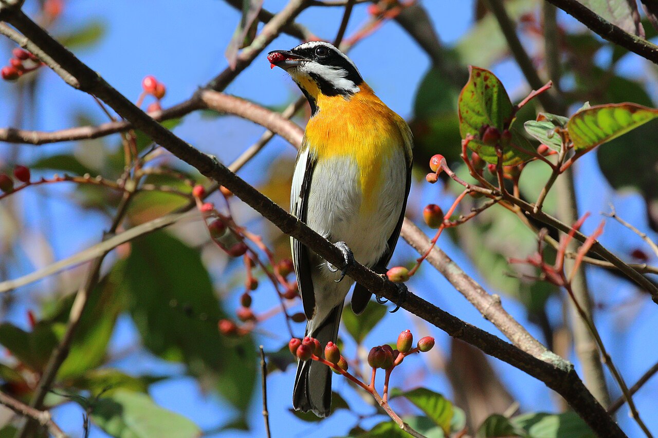 Cabrero (Spindalis zena)