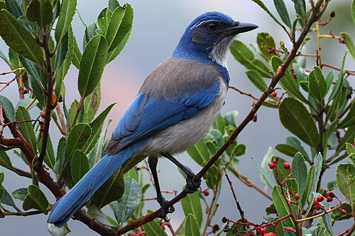 Westelijke struikgaai (Aphelocoma californica)