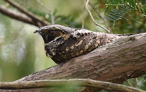 Whippoorwill (Antrostomus vociferus)