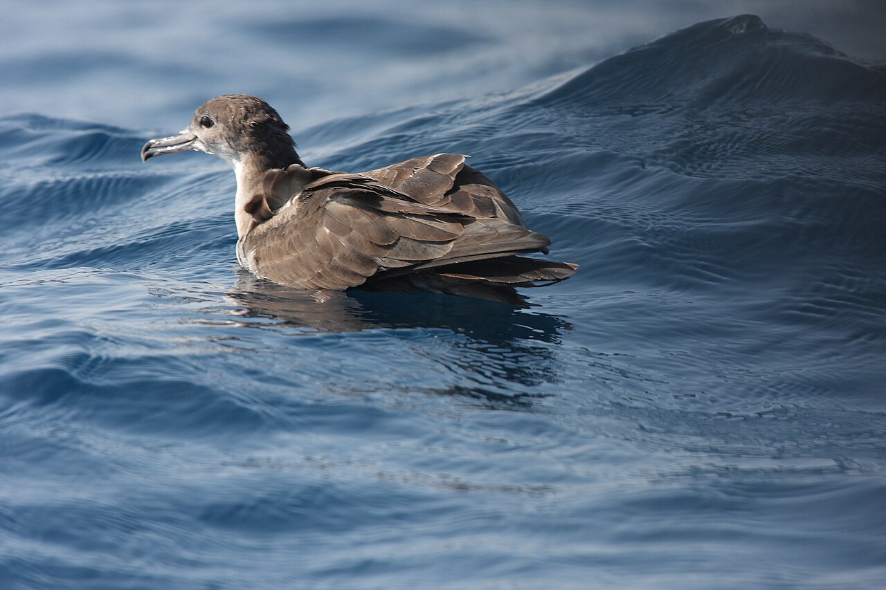 Wigstaartpijlstormvogel (Ardenna pacifica)