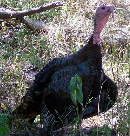 Wilde kalkoen (Meleagris gallopavo)