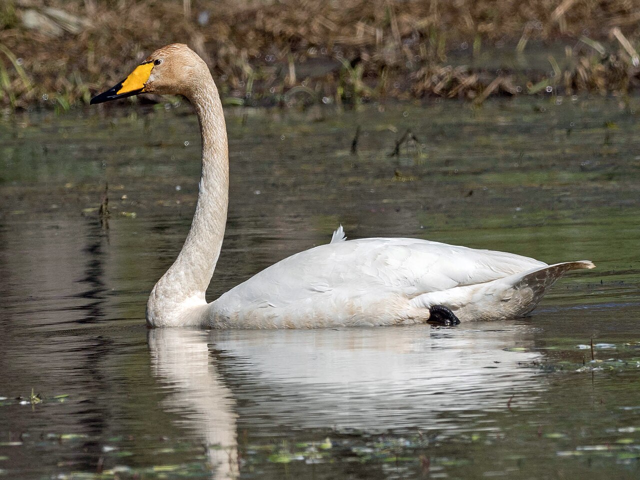 Wilde zwaan (Cygnus cygnus)
