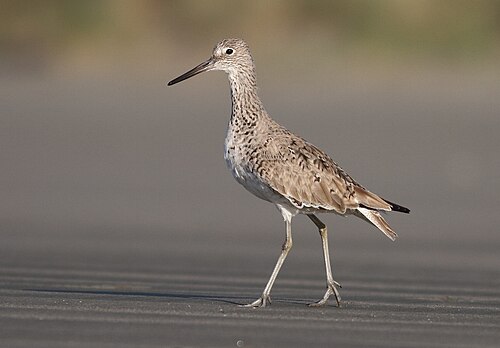Willet (Tringa semipalmata)