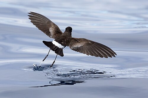 Wilsons stormvogeltje (Oceanites oceanicus)