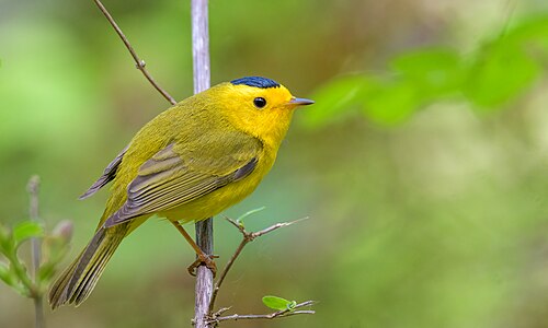 Wilsons zanger (Cardellina pusilla)