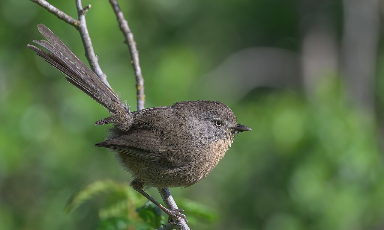 Winterkoningmees (Chamaea fasciata)