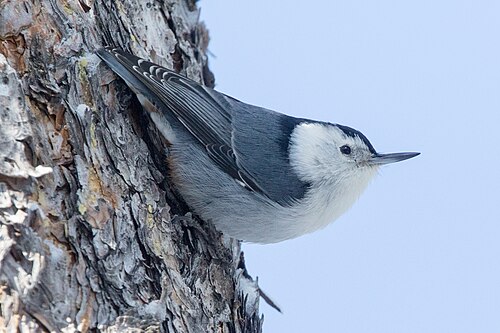 Witborstboomklever (Sitta carolinensis)
