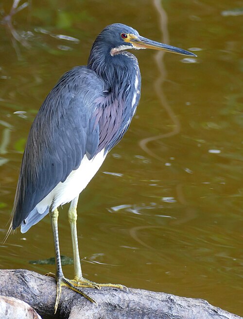 Witbuikreiger (Egretta tricolor)