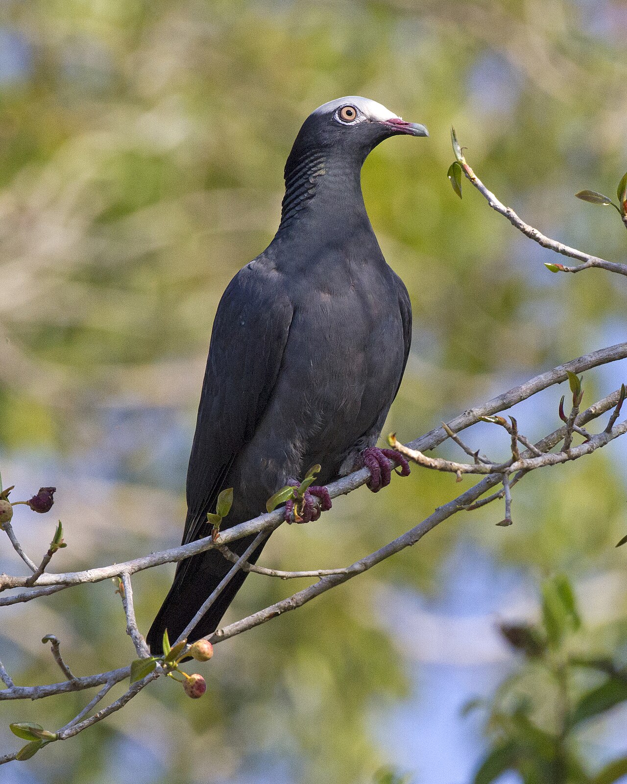 Witkapduif (Patagioenas leucocephala)