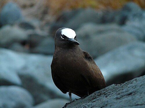 Witkapnoddy (Anous minutus)