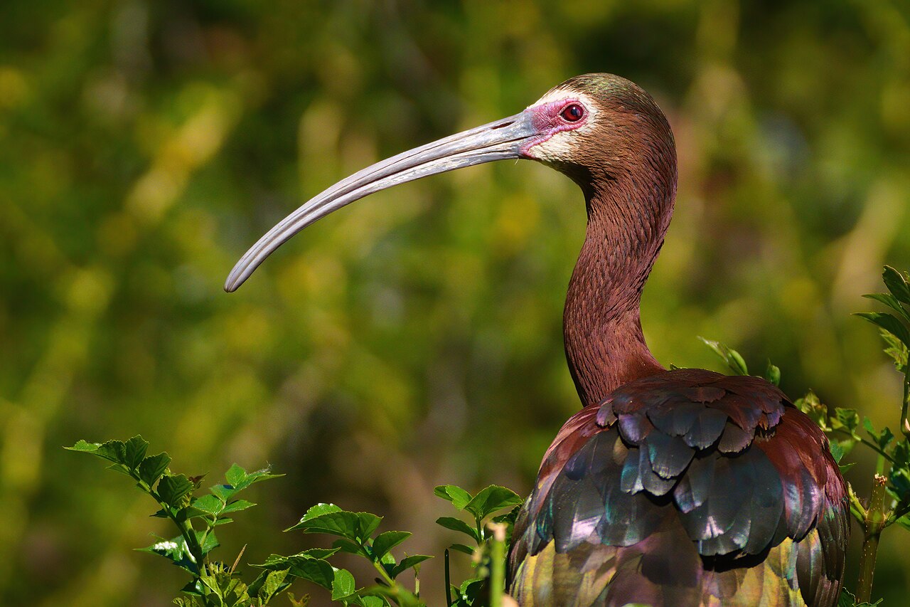 Morito Cariblanco (Plegadis chihi)