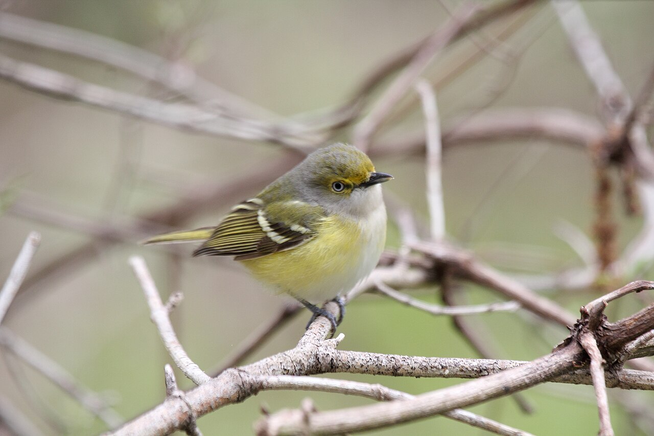 White-eyed Vireo (Vireo griseus)
