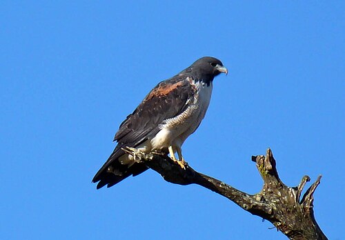 Witstaartbuizerd (Geranoaetus albicaudatus)