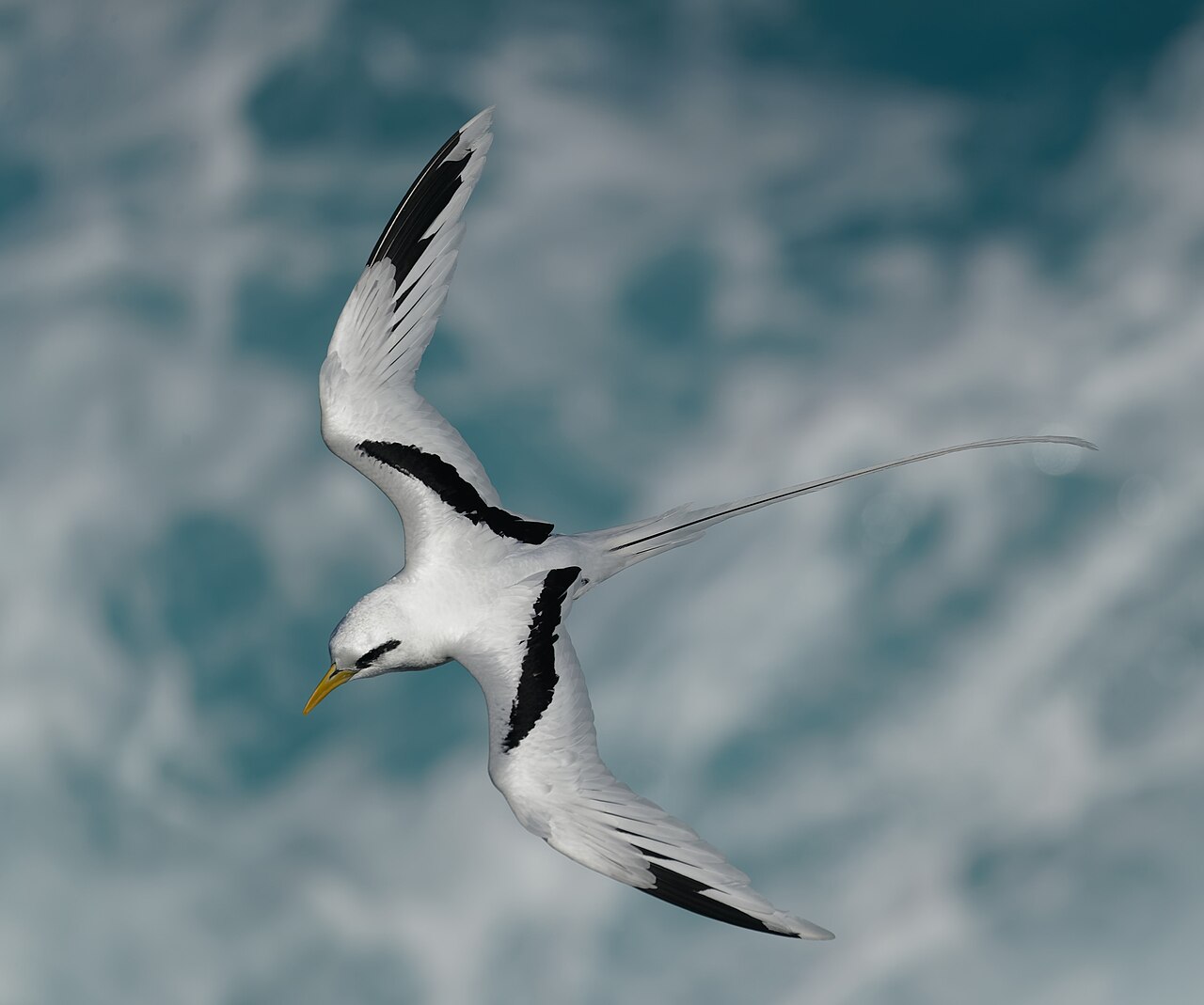 Rabijunco coliblanco (Phaethon lepturus)